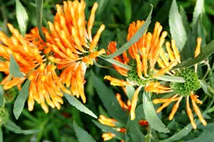 Estepona, bloemen en planten